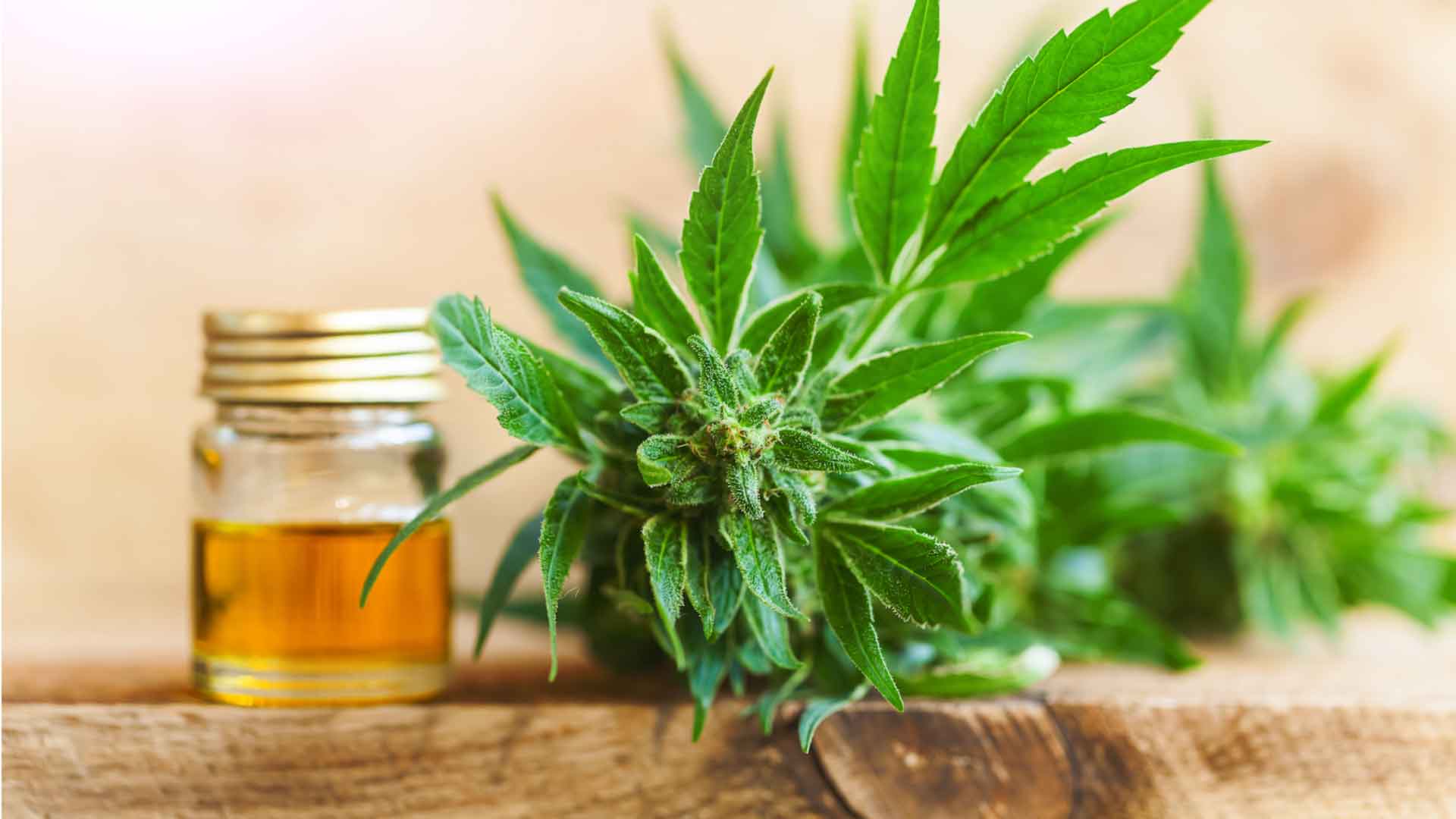 What are the CBD flowers? Benefits, Uses, and Side Effects