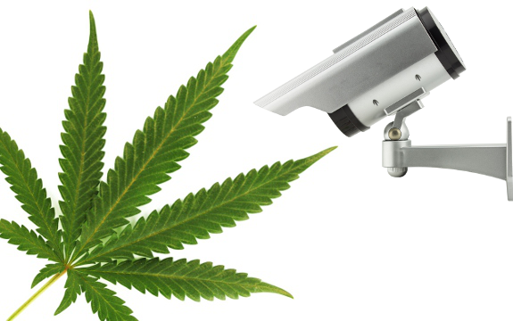  Various Points to Consider Regarding Your Cannabis Business Security