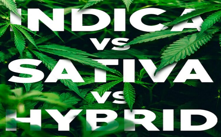  Different Myths and Questions Related To Indica, Sativa and Hybrid Statins