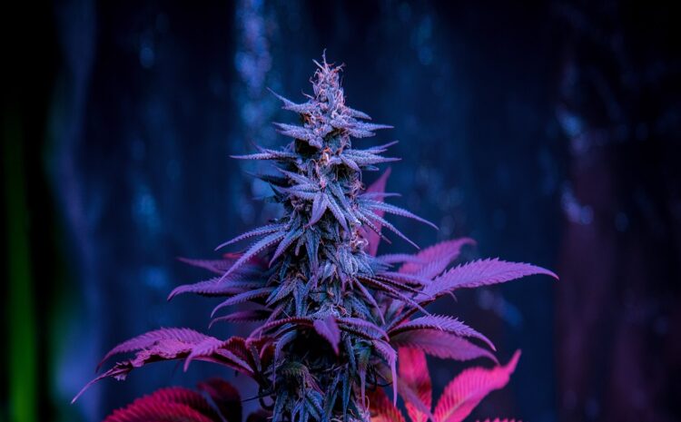  Discovering the Majestic Sophistication of Grand Daddy Purple: An Iconic Cannabis Strain